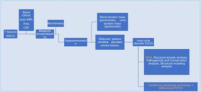Novel pathogenic variant (c.2947C > T) of the carbamoyl phosphate synthetase 1 gene in neonatal-onset deficiency